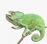 types-of-chameleons (2)3